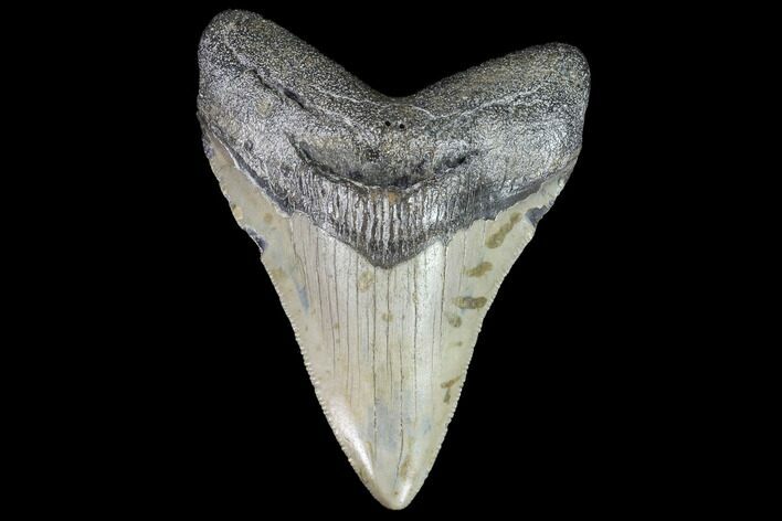 Serrated, Megalodon Tooth - North Carolina #91139